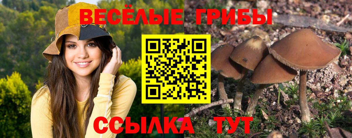 Темрюк  Псилоцибиновые грибы Psilocybe  Вход с VPN 